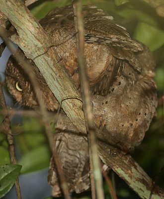 Sokoke Scops Owl pair -grey morph