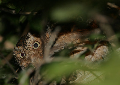 Sokoke Scops Owl pair