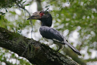 Trumpeter Hornbill (Bycanistes buccinator) female