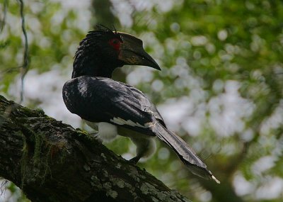 Trumpeter Hornbill (Bycanistes buccinator) female