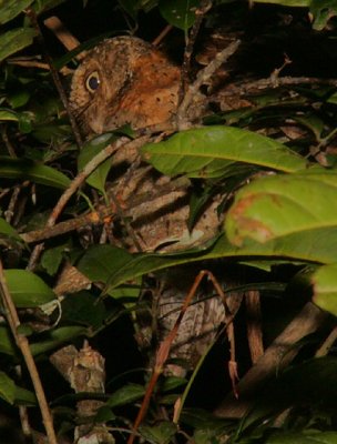 Sokoke Scops Owl pair at the roost