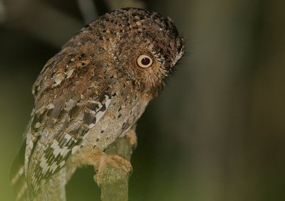 Sokoke Scops Owl on its hunting perch