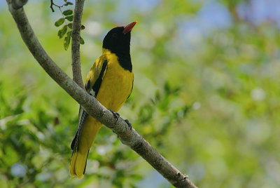 Black-headed Oriole (Oriolus larvatus)