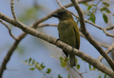 Green Barbet (Stactolaema olivacea)