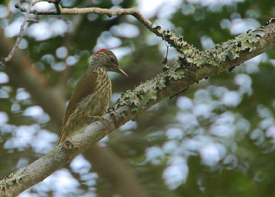 Mombasa Woodpecker (Campethera mombassica) female