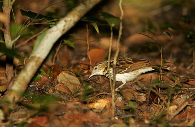 Sokoke Pipit  with a spider