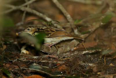 Sokoke Pipit with a snail