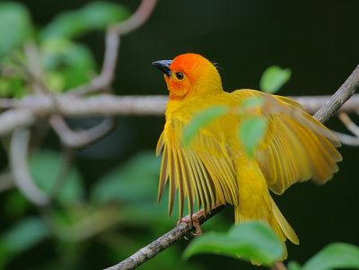 Golden Palm Weaver (Ploceus bojeri) male displaying