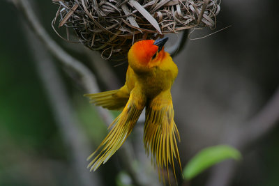 Golden Palm Weaver (Ploceus bojeri) male displaying
