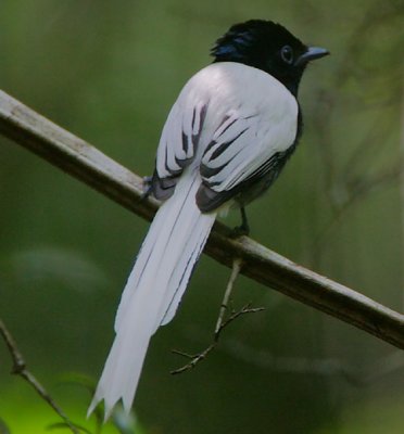 African Paradise Flycatcher (Terpsiphone viridis)  White morph