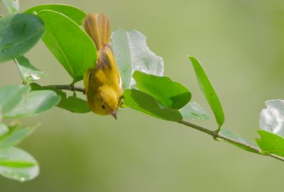 Little Yellow Flycatcher (Erythrocercus holochlorus)