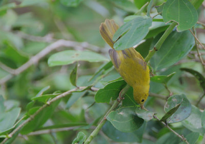 Little Yellow Flycatcher (Erythrocercus holochlorus)