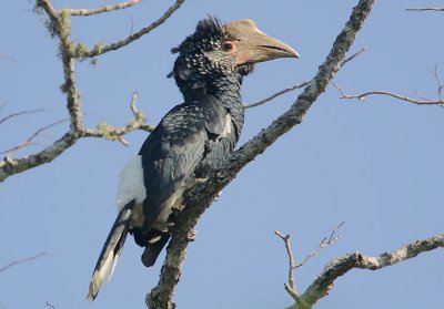 Silvery-cheeked Hornbill (Bycanistes brevis) female