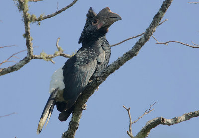 Silvery-cheeked Hornbill (Bycanistes brevis) female