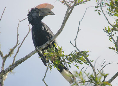Silvery-cheeked Hornbill (Bycanistes brevis) male