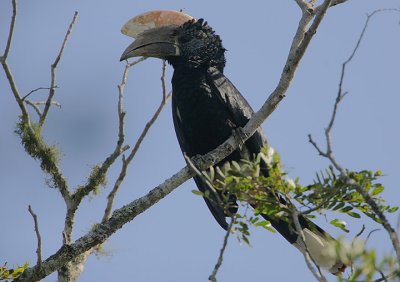 Silvery-cheeked Hornbill (Bycanistes brevis) male