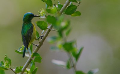 Collared Sunbird (Anthreptes collaris)