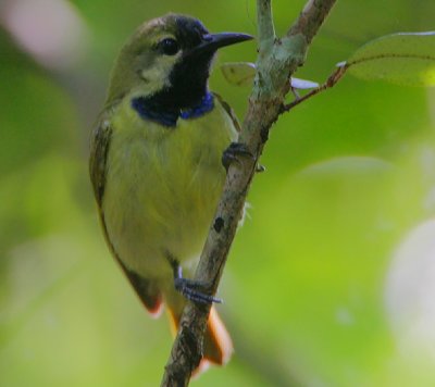 Plain-backed Sunbird male (Anthreptes reichenowi)