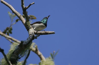 Amani Sunbird male displaying