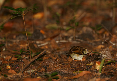 Sokoke Pipit