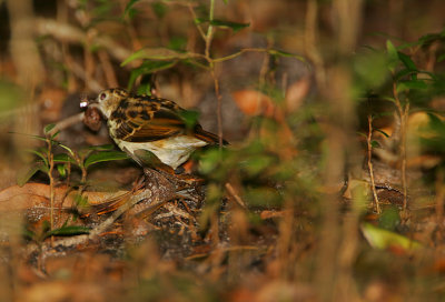 Sokoke Pipit with a snail