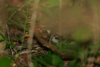 Sokoke Pipit -view through foliage