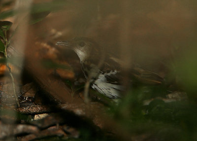 Sokoke Pipit  close-up