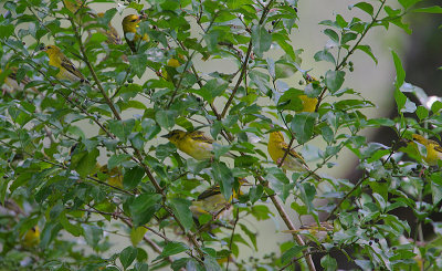 Clarke's Weaver  feeding flock