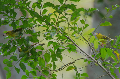 Clarke's Weaver  females/juveniles