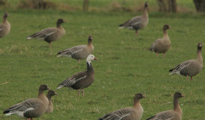 Blue-phase Snow Goose