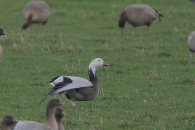 Blue-phase Snow Goose stretching