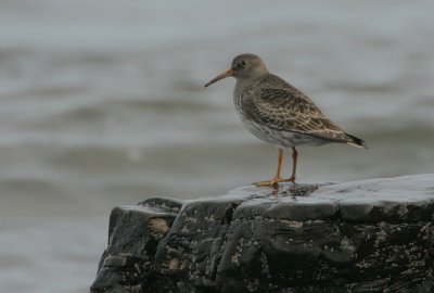 Purple Sandpiper