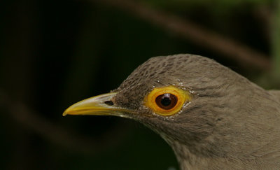 Bare-eyed Thrush (Turdus nudigenis) headshot