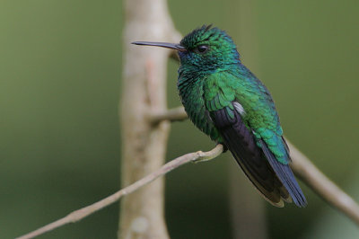 Blue-chinned Sapphire (Chlorestes notatus)