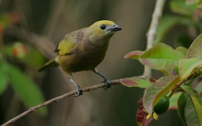 Palm Tanager (Thraupis palmarum)