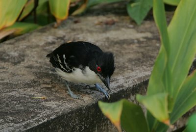 Great Antshrike (Taraba major) male