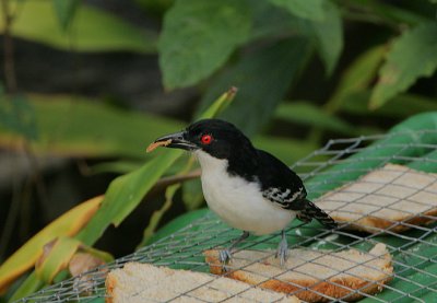 Great Antshrike (Taraba major) male