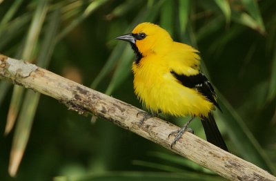 Yellow Oriole (Icterus nigrogularis)