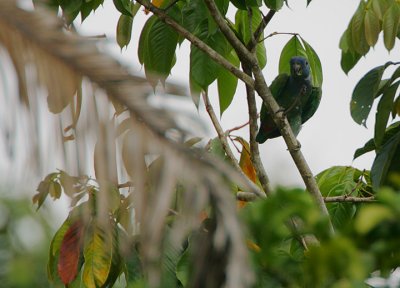 Blue-headed Parrot (Pionus menstruus)