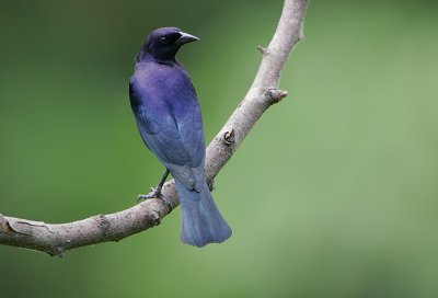 Shiny Cowbird (Molothrus bonariensis) male