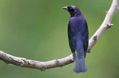 Shiny Cowbird (Molothrus bonariensis) male