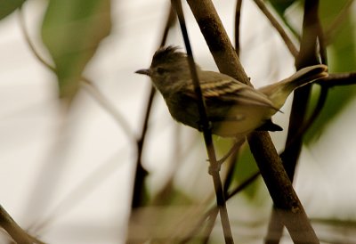 Southern Beardless-Tyrannulet (Camptostoma obsoletum)