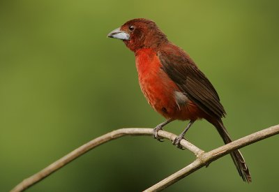 Silver-beaked Tanager (Rhamphocelus carbo) female