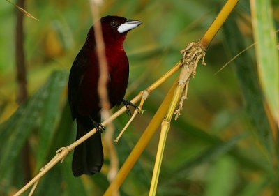 Silver-beaked Tanager (Rhamphocelus carbo) male