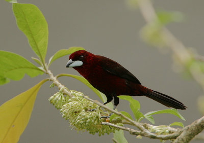 Silver-beaked Tanager (Rhamphocelus carbo) male