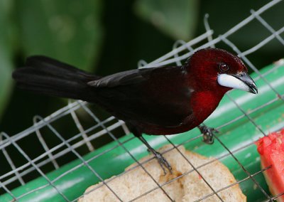 Silver-beaked Tanager (Rhamphocelus carbo) male