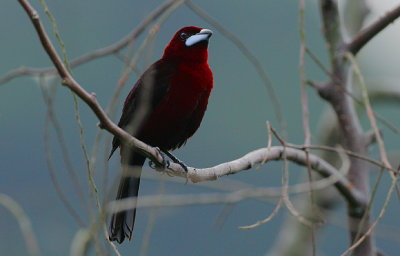Silver-beaked Tanager (Rhamphocelus carbo) male