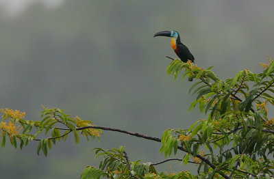 Channel-billed Toucan (Ramphastos vitellinus)