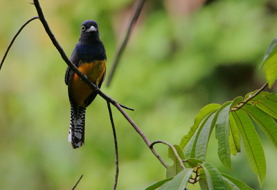 Violaceous Trogon (Trogon violaceus) male