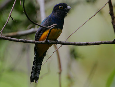 Violaceous Trogon (Trogon violaceus) male